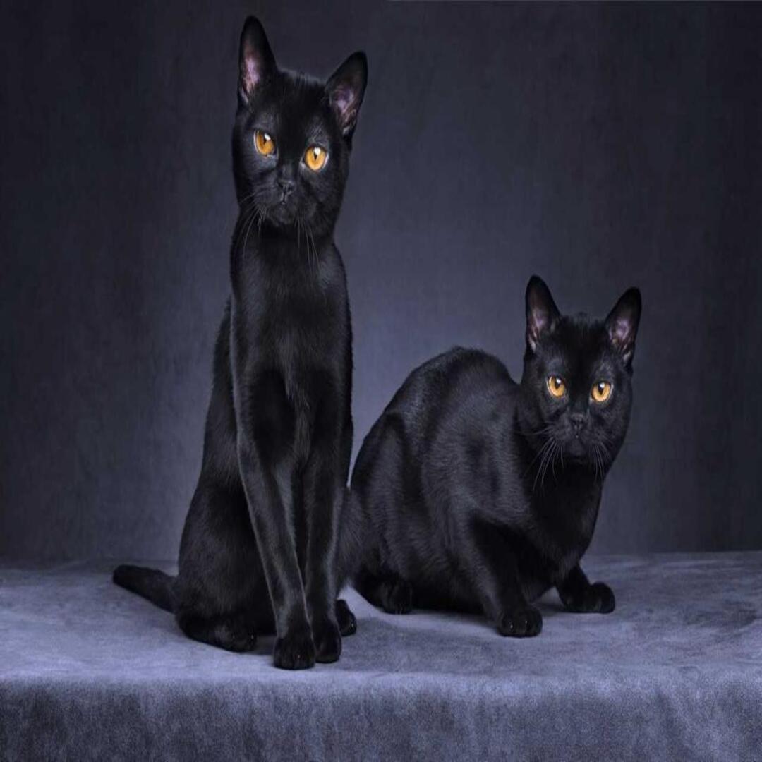 http://pawsitive.bold-themes.com/buddy/wp-content/uploads/sites/2/2018/09/post_02-320x320.jpg